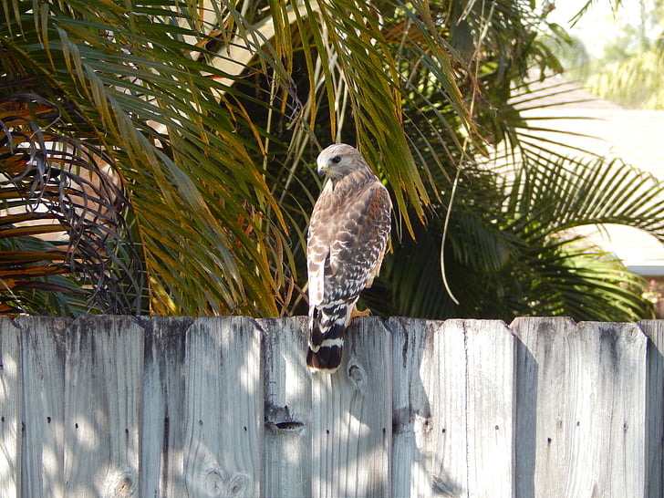 Hawk, clôture, oiseau, la proie