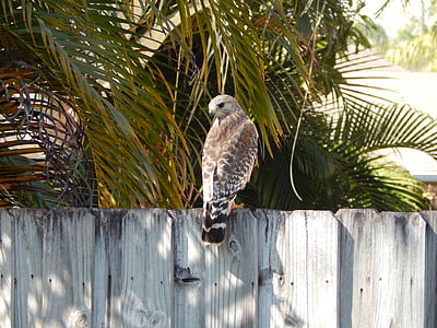 hawk, fence, bird, prey