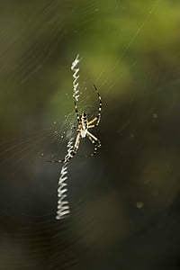 Web, sa, tours, araignée, araignées, bogues, insectes