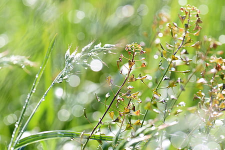 Prado, grama, gota de orvalho, gota de chuva, flores, natureza, verde