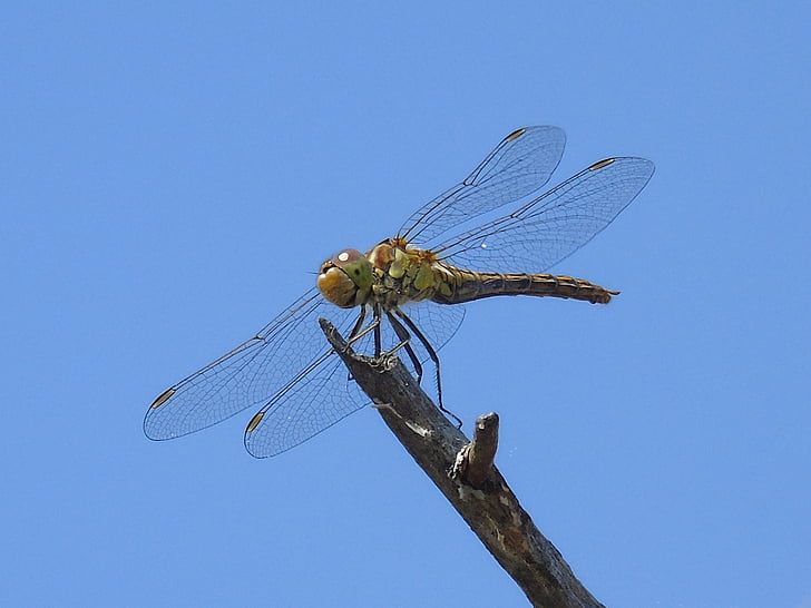animal, insect, dragonfly, nature, bug, wing, fly