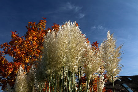 Reed, erbe, pianta, autunno, chiudere, erba