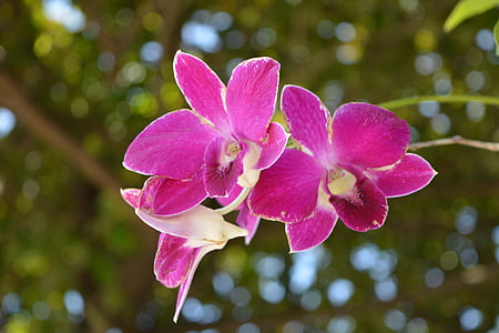 Orquídea, Thai orchid, flor, flores, flores orquídeas tailandesas, profusión de rosa, naturaleza