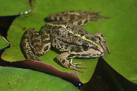 Жаба Озерна, жаба, ставок, одна тварина, тварина темами, тварин в дикій природі, тваринного світу