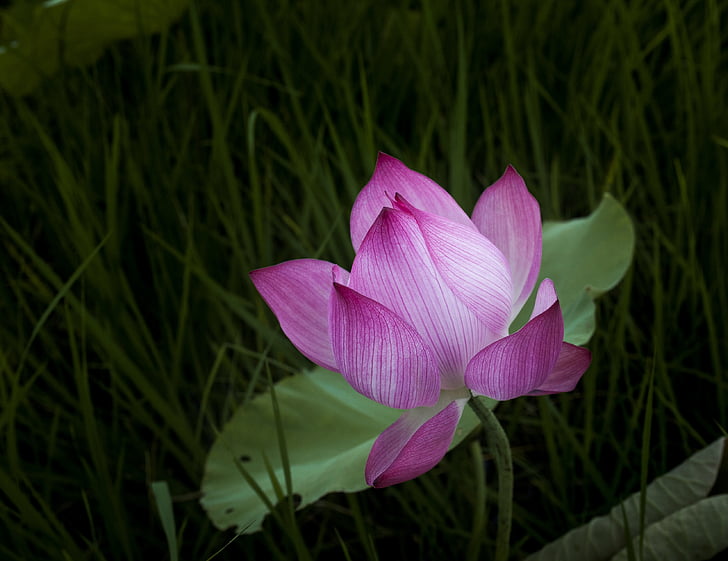 lotus, lonely, leaning