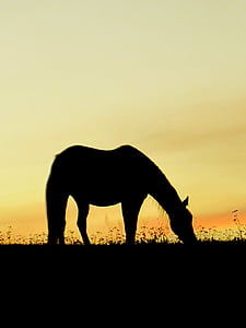 Pferd, Sonnenuntergang, Orange, gelb, Himmel, Silhouette, Dämmerung