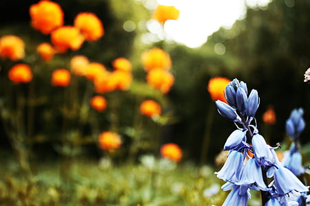 flors, l'estiu, natura, floral, planta, jardí, blau