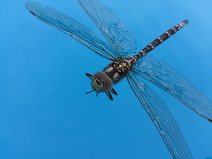 insect, dragonfly, blue