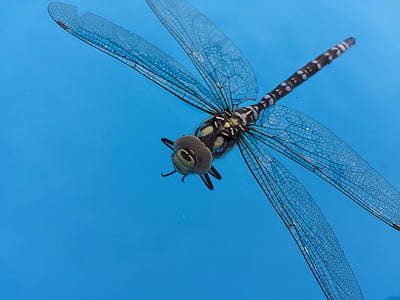 hmyz, Dragonfly, modrá