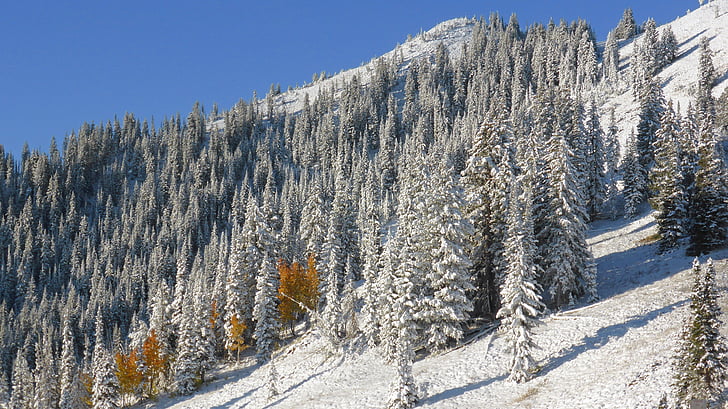 Colorado, lado da montanha, neve, paisagem, natureza selvagem, cenário, natural
