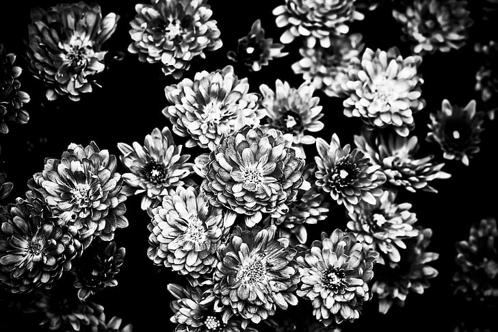 krysantemum, blomst, anlegget, Lukk, hage krysantemum, bakgrunn, Flora