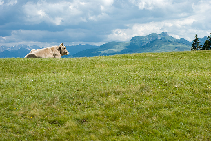 วัว, สวิตเซอร์แลนด์, ยุโรป, ภูเขา, ธรรมชาติ, ฤดูร้อน, สวิส