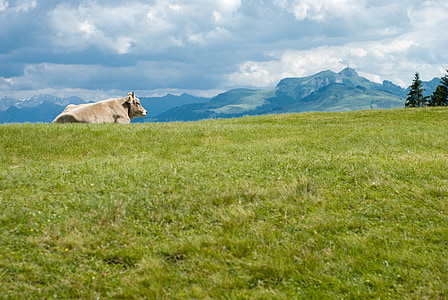 cow, switzerland, europe, mountain, nature, summer, swiss