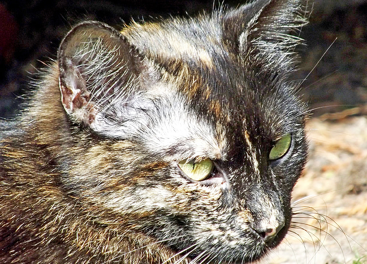 cat, domestic cat, outdoor, skeptical