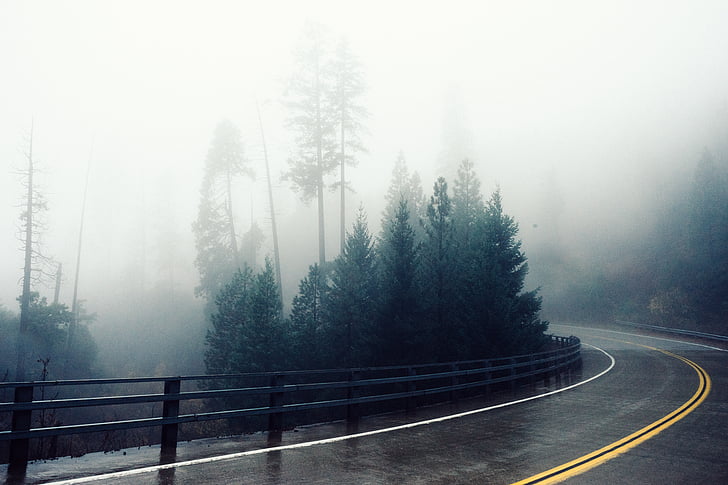 trees, near, black, asphalt, road, misty, weather