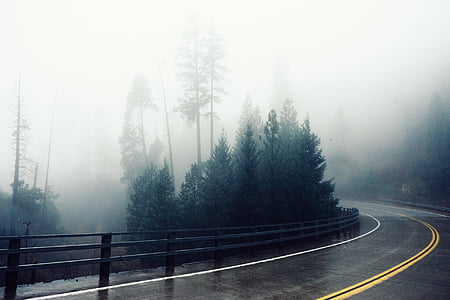 träd, nära, svart, asfalt, Road, dimmiga, Väder