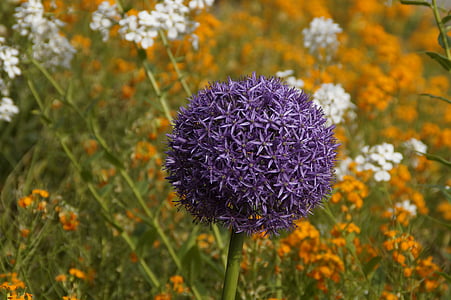 póréhagyma, Bloom, lila, lila, kék, labda, gömb alakú