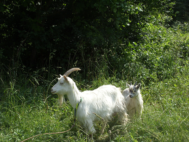 коза, лято, ливада, природата, животните, бозайник, селски