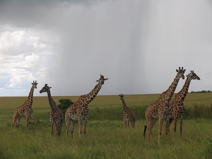 Kenya, Maasai mara, zsiráfok, állati wildlife, a vadon élő állatok, zsiráf, állati témák
