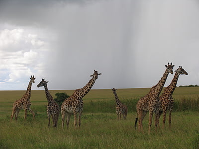 Kenya, Maasai mara, jerapah, hewan satwa liar, hewan di alam liar, jerapah, hewan tema