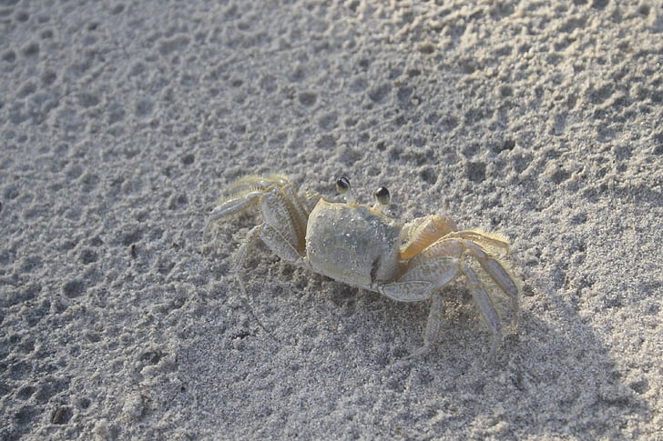 krab, zand, albino, strand