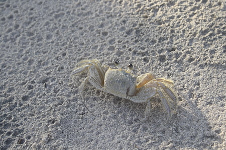 crabe, sable, Albino, plage