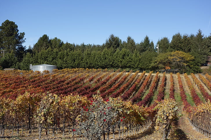 vinograd, grozdje, Vinska klet, krajine, podeželje