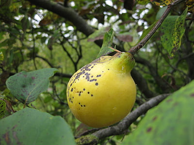 quince, fruit, tree, yellow, leaf, pome fruit
