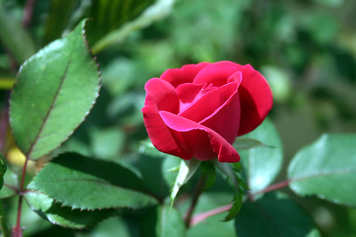 levantou-se, broto, vermelho, flor, flor, romântico, botão de rosa