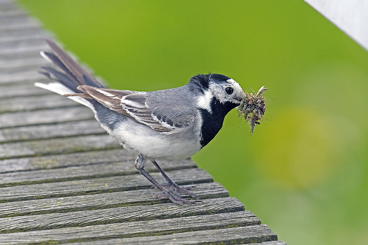 white wagtail, delivery hero, bird