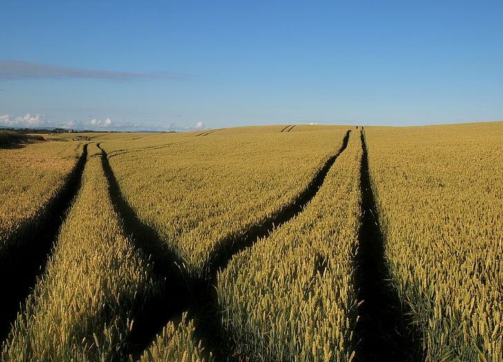 pole, pšenica, pšeničné polia, poľnohospodárstvo, Príroda, letné, vidieka