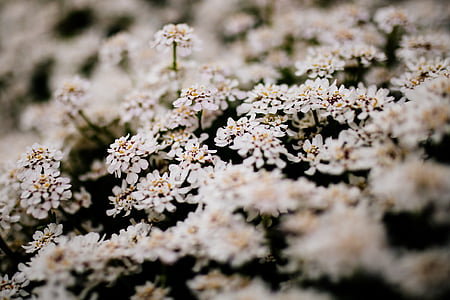 valkoinen, kukka, Bloom, kukkii, Luonto, kasvi, Puutarha