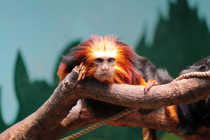 małpa, Marmozeta Lwia Golden-headed, zwierząt, ogród zoologiczny, zwierzęta, dzikich zwierząt, Natura