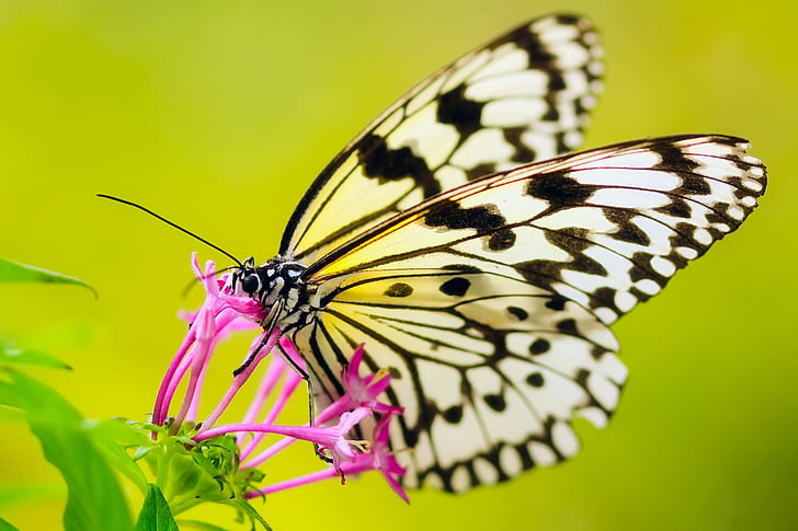 kupu-kupu, serangga, bunga, tanaman, warna, warna-warni, Cantik