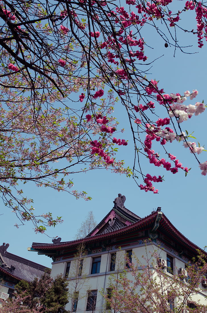 forår, jimingsi, Cherry blossom