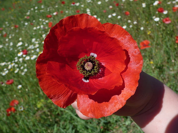 poppy, child hand, the flower in the hand, flowery meadow, spring, ababol, flower