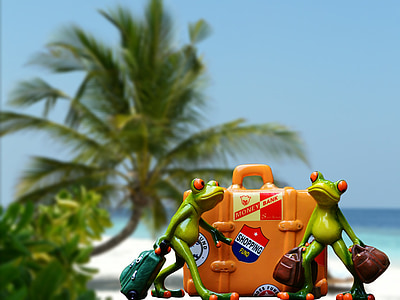 假日, 行李, 棕榈树, 海滩, 青蛙, 有趣, 可爱