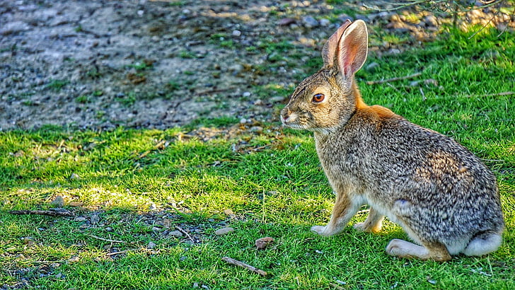Zajac, králik, zajačik, zviera, voľne žijúcich živočíchov, Príroda, prírodné