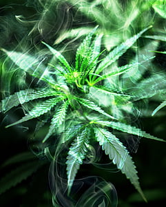cannabis, fumée, marijuana, mauvaises herbes, chanvre, Medical, plante