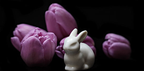 tulips, flowers, hare, easter bunny, tulip flower, tulip heads, black background