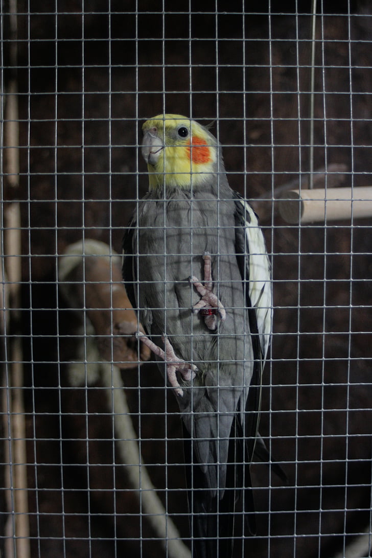 κατοικίδιο ζώο, πουλί, κλουβί, είδος παπαγάλου, cockatiel