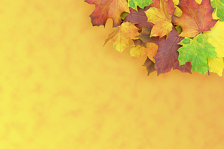 maple, autumn, emerge, decoration, colorful, leaves, background