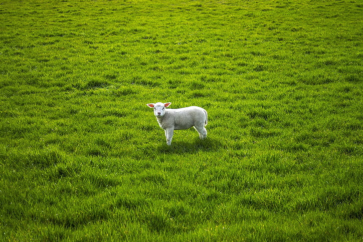 ovelhas, Cordeiro, lentje, pasto, um animal, cor verde, grama