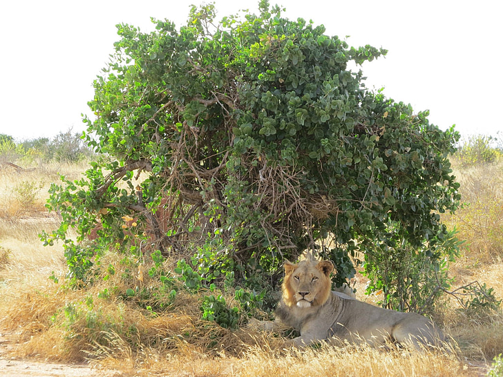 Lion, varjossa, Afrikka, Wildlife, eläinten, Wild, nisäkäs