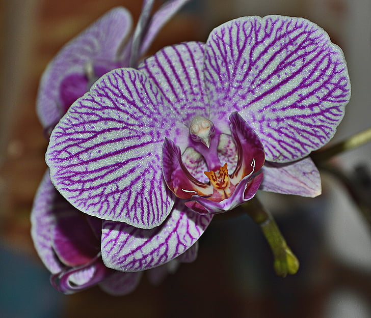 Orchid, Blossom, Bloom, Violet, kasvi, kukka, violetti