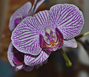 Орхидея, Блоссом, Блум, фиолетовый, завод, цветок, фиолетовый