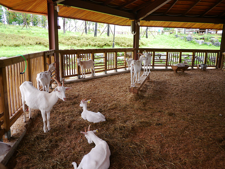 cabra, animal, cabres del nadó, cabra blanca, plantació de palmeres Anseong, República de Corea, Gyeonggi fer