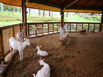 koza, zvíře, kůzlátek, bílá koza, Anseong palm plantation, Korejská republika, Gyeonggi