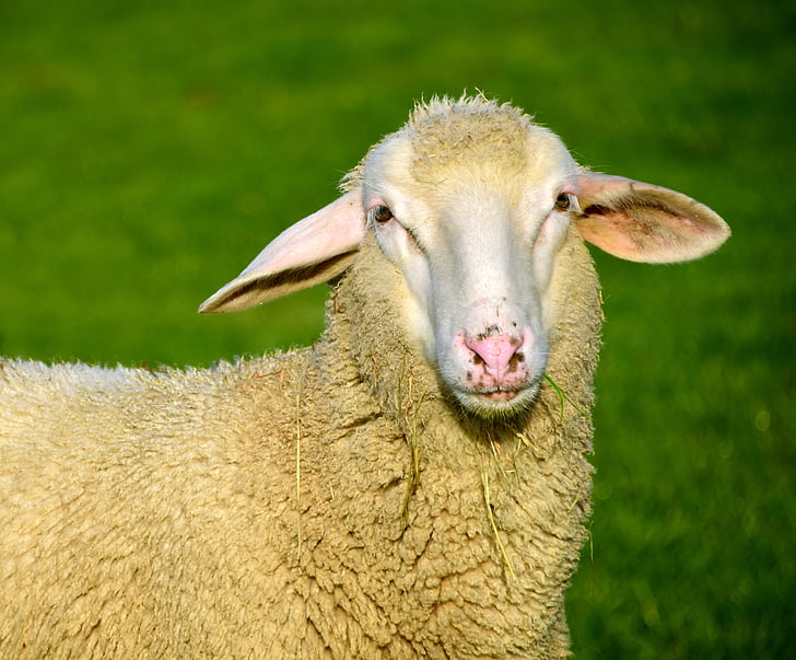 schapen, wit, dier, wol, vee, natuur, witte schapen