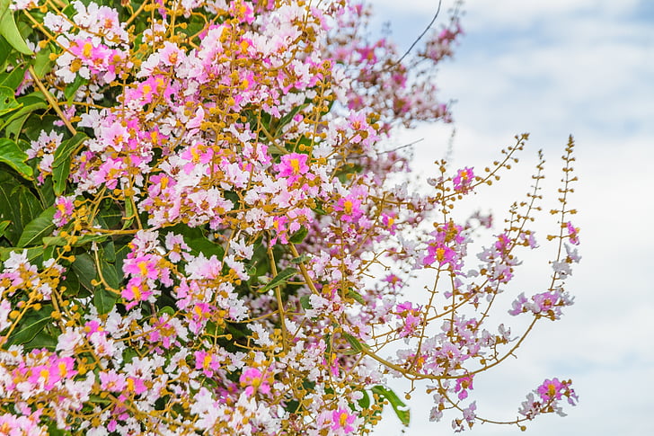 цветок tabaek, небо, Просмотр изображений, Azure, пейзаж